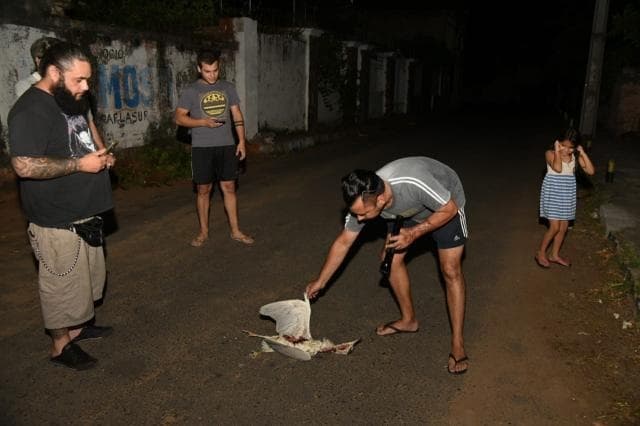 Garzas ocasionan cortes de luz en Trinidad