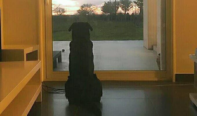 Publican imagen de mascota de jugador desaparecido esperando a su dueño
