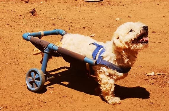 Fabricante de silla de ruedas para canes pide ayuda para refugio