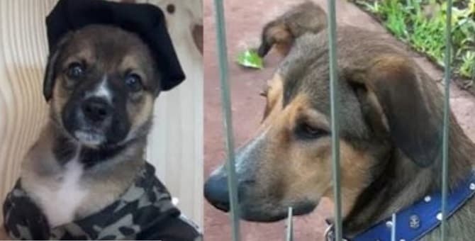 Grupo Lince abandona a Max, el perro que adoptaron