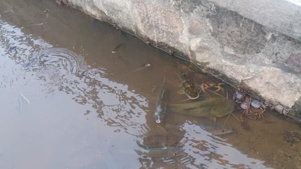Denuncian mortandad de peces en Itá Enramada