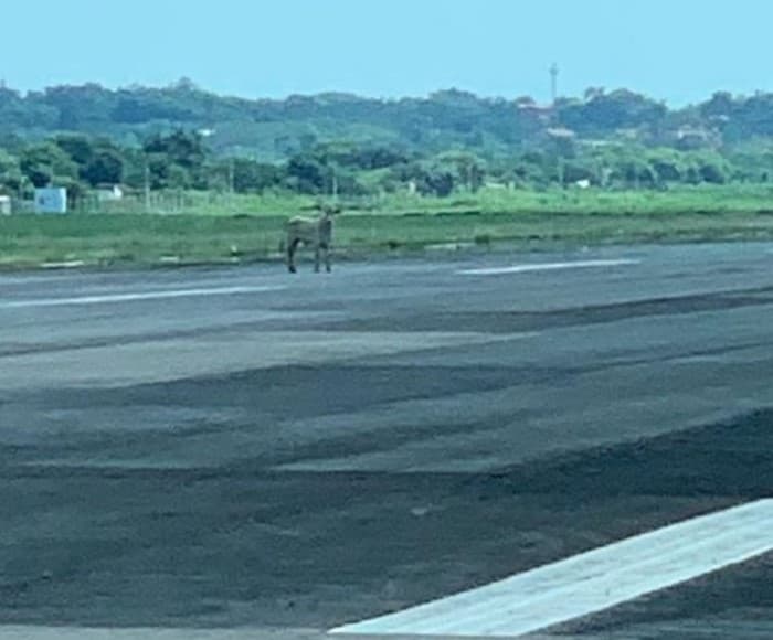 Vaca se pasea en pista del Silvio Pettirossi