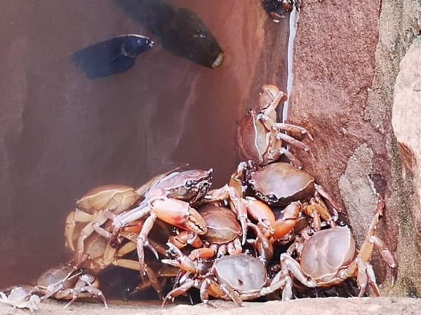 Afirman que se comercializan y hasta consumen peces muertos en Itá Enramada