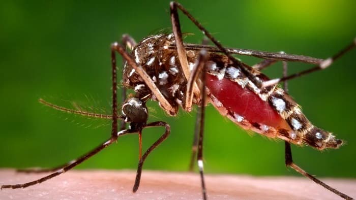 Peligro del dengue sigue latente y piden extremar cuidados en Semana Santa