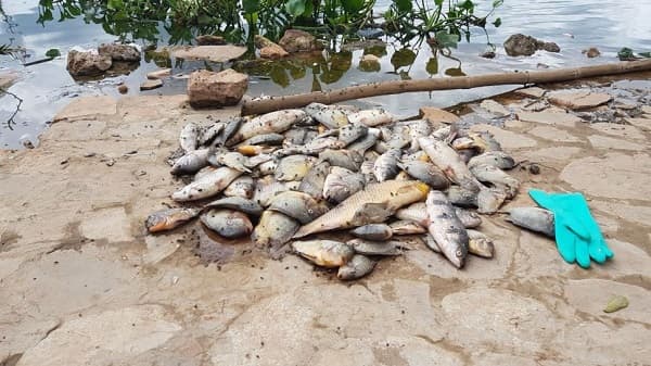 Falta de oxígeno causa mortandad de peces, según informes