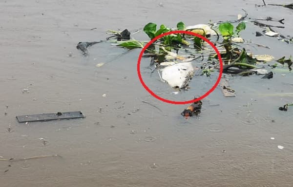 Ministerio niega contaminación en caso de mortandad de peces