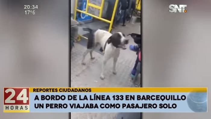 Perro pasajero se pasea en bus