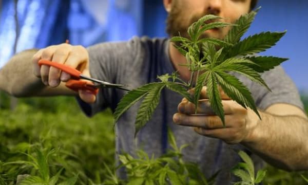 11 datos para entender cómo se consume marihuana en Uruguay