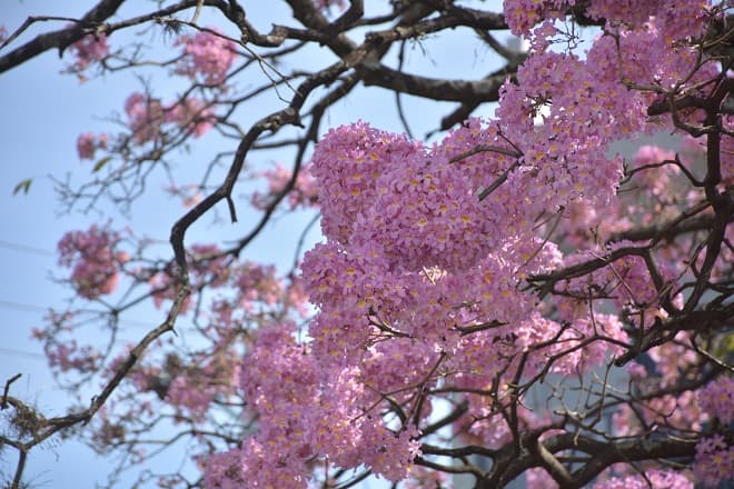 Un orgullo de Paraguay: 11 hermosas postales del lapacho rosado