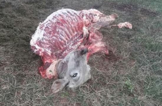 Roban y faenan vacunos pertenecientes a concejal