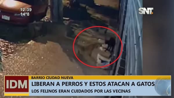 Se ensañan con gatos en barrio de la capital, denuncian