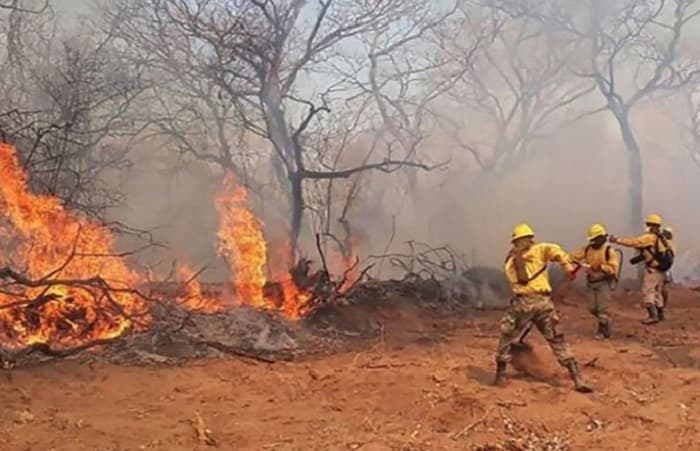 Fuego avanza y ya consume 20.000 hectáreas de área verde
