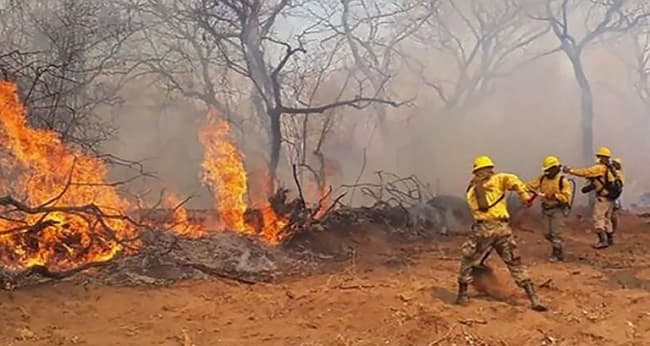 Senado declara emergencia por incendios forestales