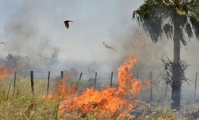 Incendio afectó a casi 70 mil hectáreas, según Infona