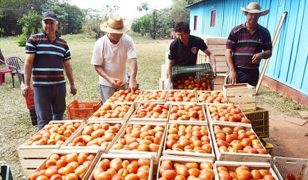 MAG suspende permisos de importación de tomates en Paraguay