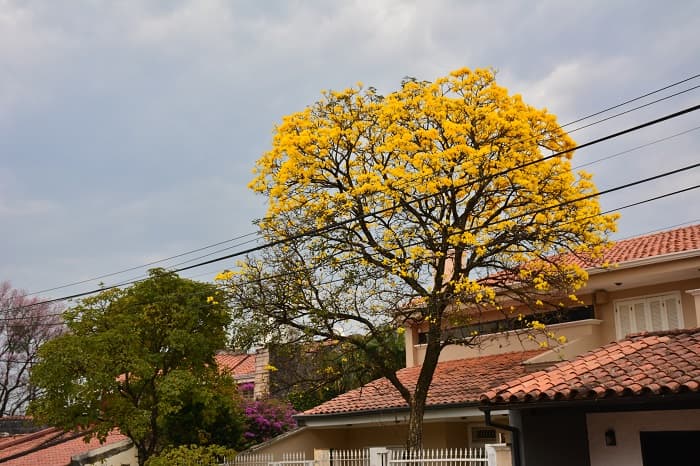 10 hermosas postales del lapacho amarillo