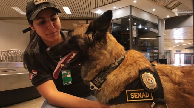 Condecorarán a Ala, la agente canina de la Senad