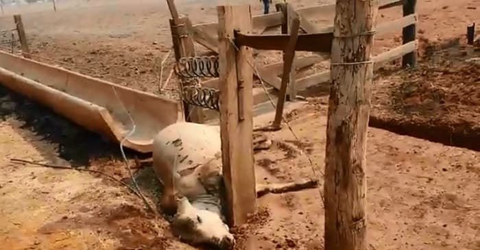 Fuego consume todo a su paso, también en San Pedro