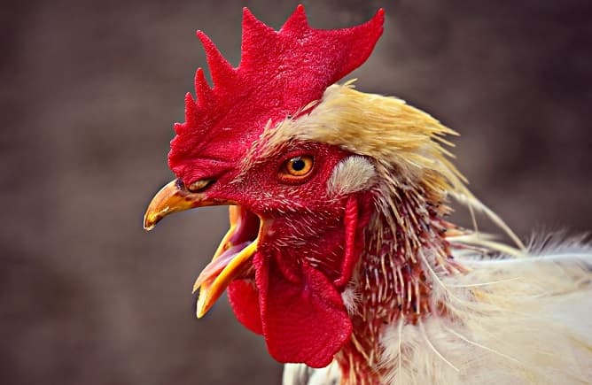 Gallo acaba con la vida de una mujer