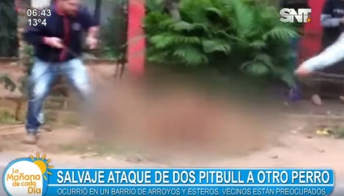 Dos pitbull masacran a otro can en Arroyos y Esteros
