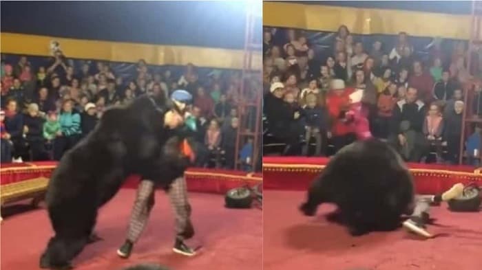 Oso ataca a domador en pleno espectáculo de circo