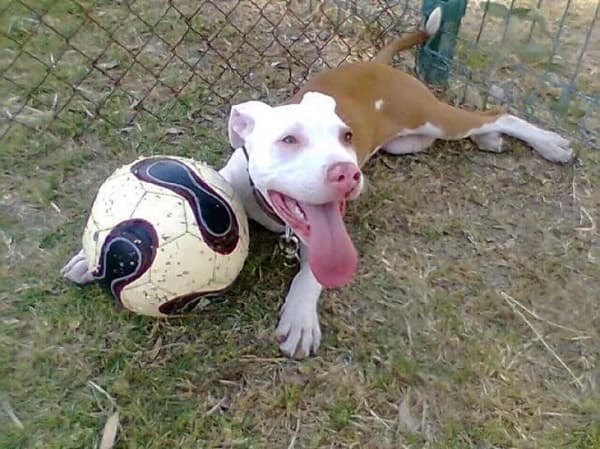 Pitbull atacó porque quería pelota de niños, afirman testigos