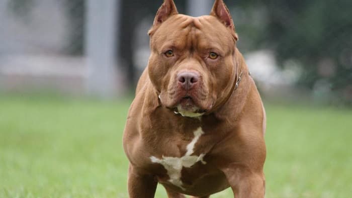 Ataque de pitbull deja a niño de 3 años en terapia intensiva