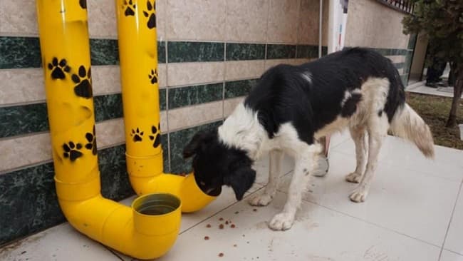 Jóvenes emprendedores venden tortas para asistir a perros sin hogar