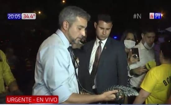 Muere teju guasu rescatado durante incendio en el Parque Guasu