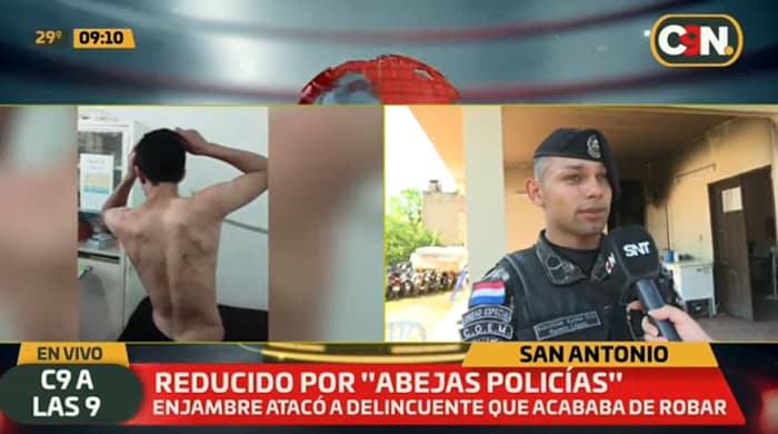 Joven asaltante es reducido por abejas