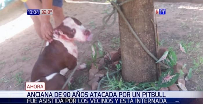 Anciana está internada víctima de pitbull