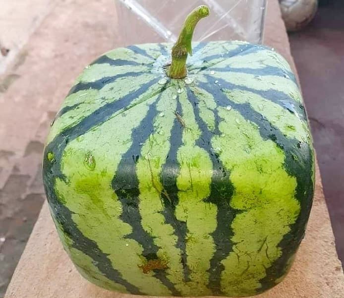 Paraguay ya tiene su primera producción de sandías cuadradas