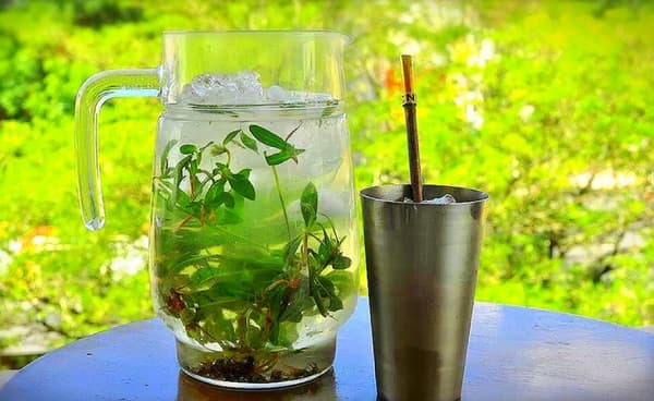 El tereré está a pasos de ser declarado patrimonio de la humanidad