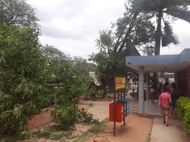 Árbol se desploma a causa de tormenta y afecta a hospital