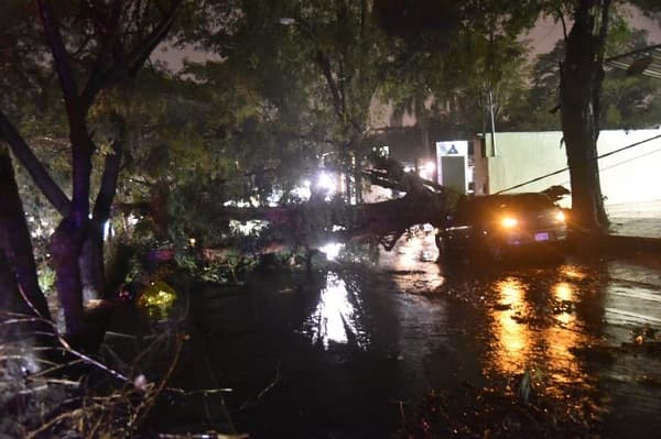 Motociclista fallece tras ser aplastado por un árbol