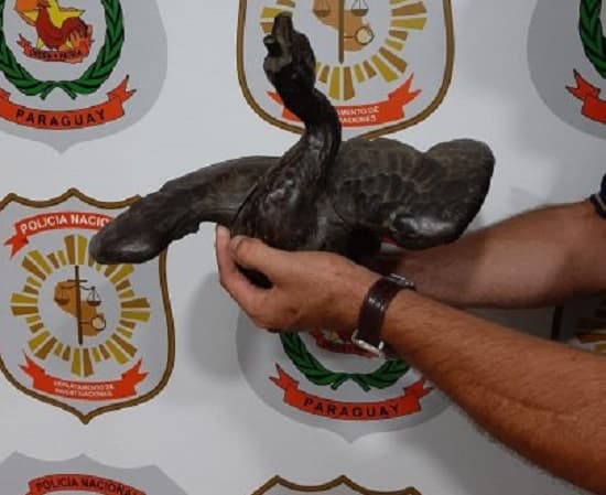 Recuperan ganso robado de la Plaza Constitución