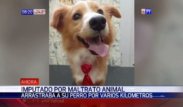 Perro que fue arrastrado tiene una nueva vida