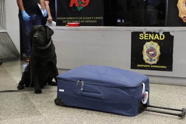 Can antidrogas advierte carga de cocaína en aeropuerto