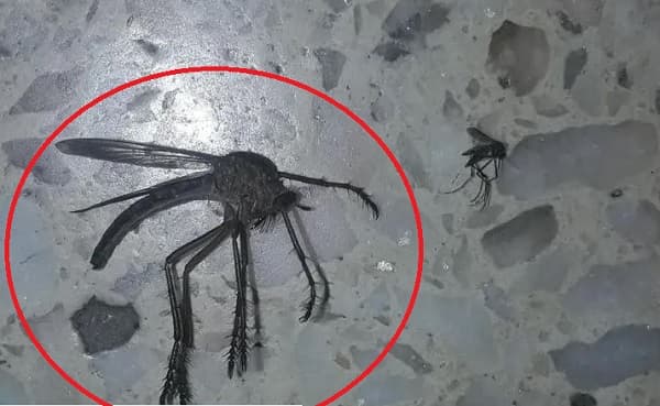 Mosquito “mutante” sorprende y se hace viral en redes