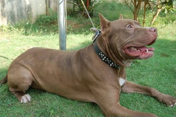 Niño está internado tras ataque de pitbull