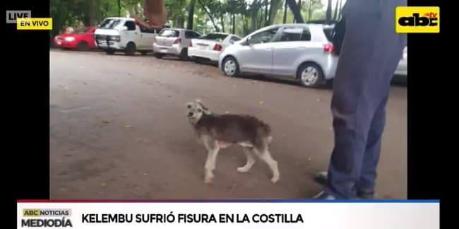 “Rompecuello”, la perrita que le dio un escarmiento a Kelembú