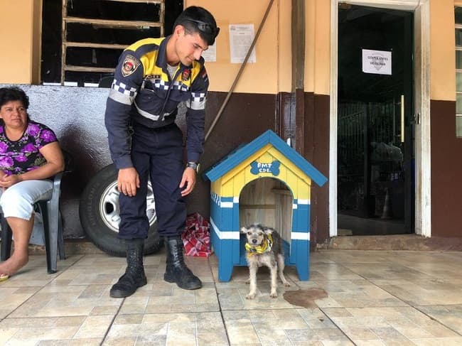 Perrita que mordió a Kelembú tiene varias opciones de adopción