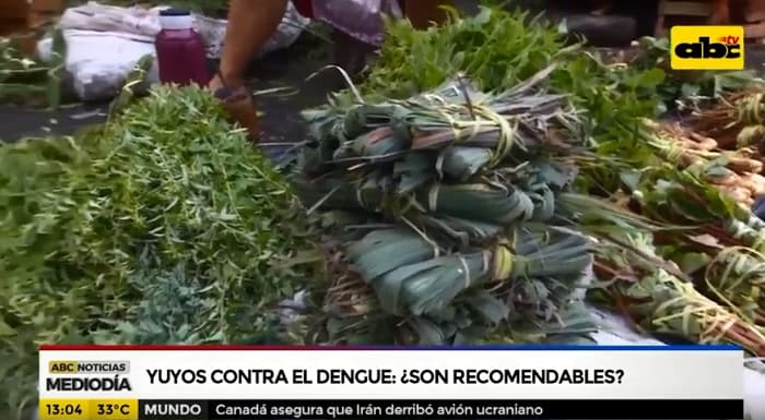No está demostrado que la hoja de mamón sirva contra el dengue, según Salud