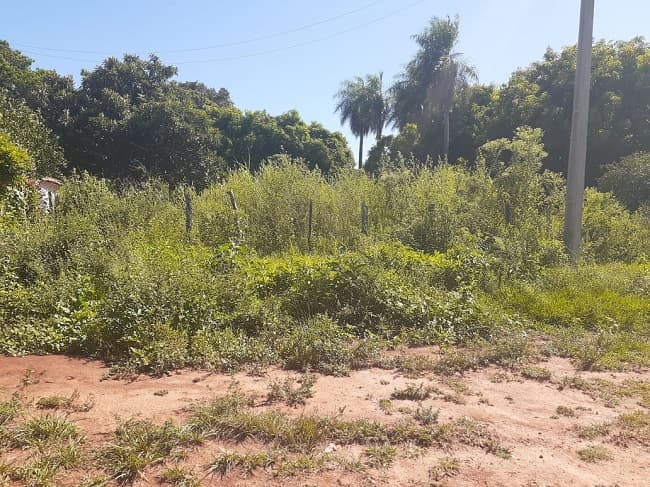 Misiones: Vecinos exigen limpieza de baldíos ante epidemia de dengue