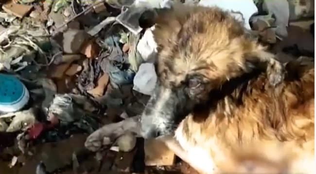 Muere perro maltratado arrojado al río Paraguay