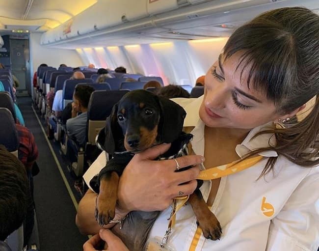 Aerolínea anuncia que permitirán viajes de mascotas