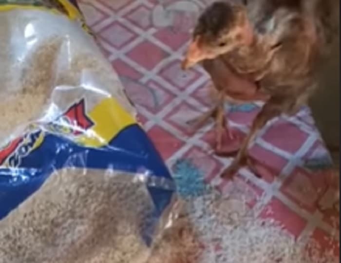 Dijo que ni “su gallina” quiere los víveres y le llovieron las críticas