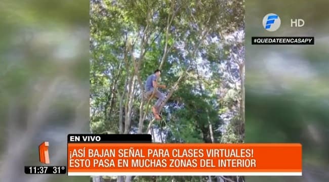 Padres trepan árboles para acceder a tareas del MEC