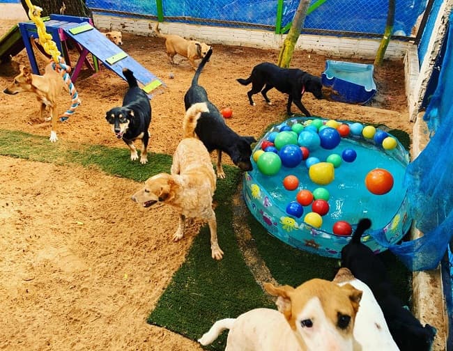 Abandono de animales aumenta ante falta de recursos durante cuarentena