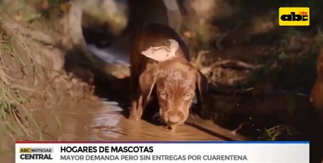 Rescatistas no pueden salvar animales por cuarentena